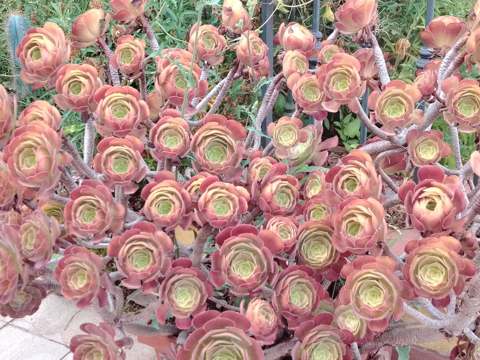 Jardin 9